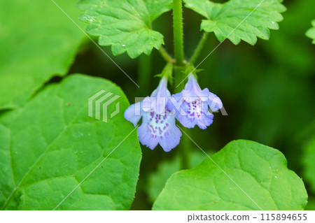 A sturdy wild plant of Iwate Prefecture and a medicinal vine, the vine called Kakidoushi. 115894655