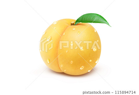Golden peach illustration, realistic, white background 115894714