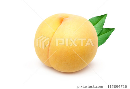 Golden peach illustration, realistic, white background 115894716
