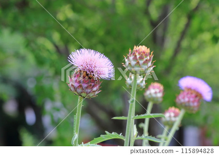 大洋薊花 115894828