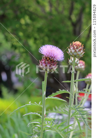 Large artichoke flower 115894829