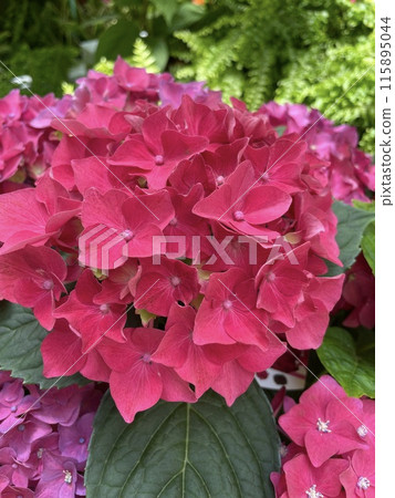 紅繡球 紅繡球 115895044