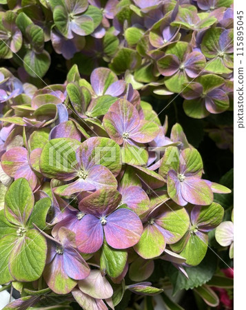 繡球花葉與明亮的紫色花朵 繡球花葉與明亮的紫色花朵 115895045