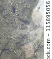 蝌蚪在池塘里游泳 115895056