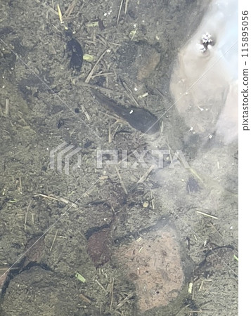 蝌蚪在池塘里游泳 115895056