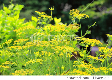 茴香花盛開 茴香花盛開 115895092