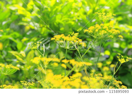 茴香花盛開 115895093