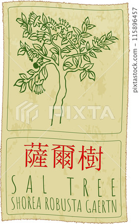 Vector drawing SAL TREE in Chinese. Hand drawn illustration. The Latin name is SHOREA ROBUSTA GAERTN Vector drawing SAL TREE in Chinese. Hand drawn illustration. The Latin name is SHOREA ROBUSTA GAERTN 115896457