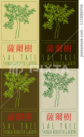 Set of vector drawing SAL TREE in Chinese in various colors. Hand drawn illustration. The Latin name is SHOREA ROBUSTA GAERTN 115896458