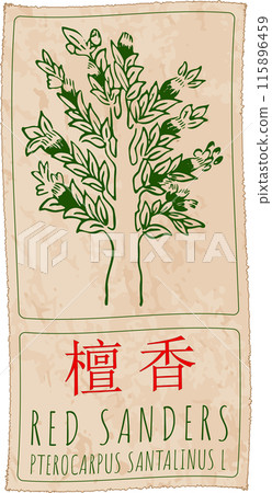 Vector drawing RED SANDERS in Chinese. Hand drawn illustration. The Latin name is PTEROCARPUS SANTALINUS L Vector drawing RED SANDERS in Chinese. Hand drawn illustration. The Latin name is PTEROCARPUS SANTALINUS L 115896459