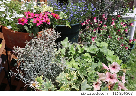 garden with potted plants garden with potted plants 115896508