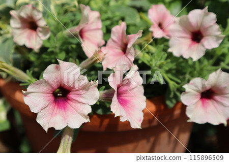 potted antique color petunias potted antique color petunias 115896509