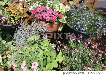 Summer flower arrangements and pots 115896510