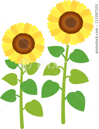 Simple summer sunflower flower illustration material Simple summer sunflower flower illustration material 115897203