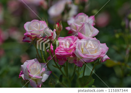Roses, water drops, pink roses blooming in the rose garden 115897344
