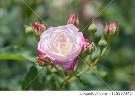 Roses, water drops, pink roses blooming in the rose garden Roses, water drops, pink roses blooming in the rose garden 115897345