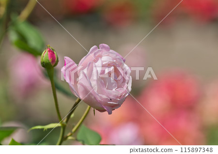Roses, water drops, pink roses blooming in the rose garden Roses, water drops, pink roses blooming in the rose garden 115897348