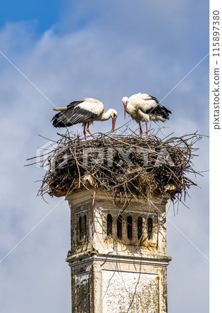 White Storks, Ciconia ciconia at Povoa e Meadas Dam in Castelo de Vide, Alentejo, Portugal White Storks, Ciconia ciconia at Povoa e Meadas Dam in Castelo de Vide, Alentejo, Portugal 115897380