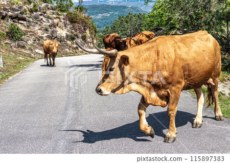 The Cachena cow in Nationalpark Peneda-Geres in North Portugal, a traditional Portuguese mountain cattle 115897383
