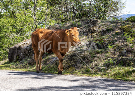 The Cachena cow in Nationalpark Peneda-Geres in North Portugal, a traditional Portuguese mountain cattle 115897384