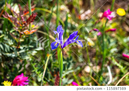 Violet Iris xiphium, commonly known as the Spanish iris at the Algarve coast in Portugal 115897389
