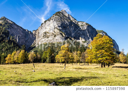 maple trees at Ahornboden, Karwendel mountains, Tyrol, Austria maple trees at Ahornboden, Karwendel mountains, Tyrol, Austria 115897398