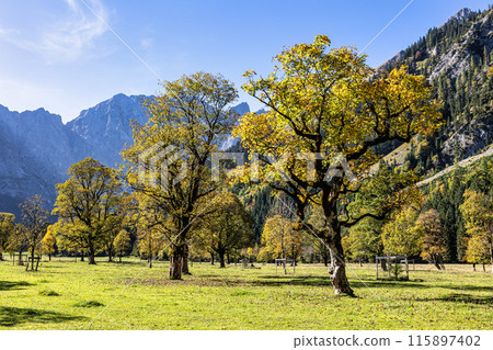 maple trees at Ahornboden, Karwendel mountains, Tyrol, Austria maple trees at Ahornboden, Karwendel mountains, Tyrol, Austria 115897402