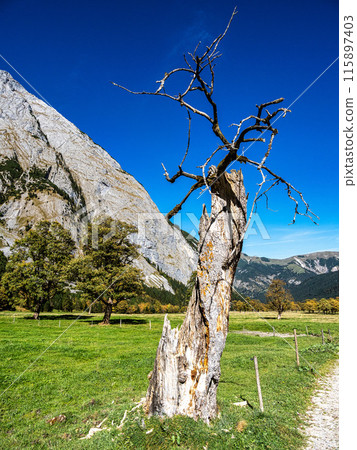 maple trees at Ahornboden, Karwendel mountains, Tyrol, Austria 115897403
