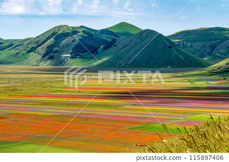 Lentil flowering with poppies and cornflowers in Castelluccio di Norcia, Italy 115897406