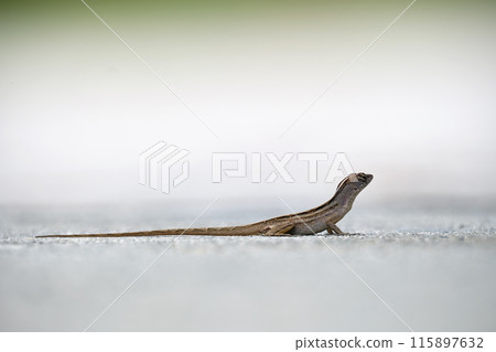 Macro closeup of blown alone lizard warming on summer sun. Anolis sagrei small reptile in native to Florida USA 115897632
