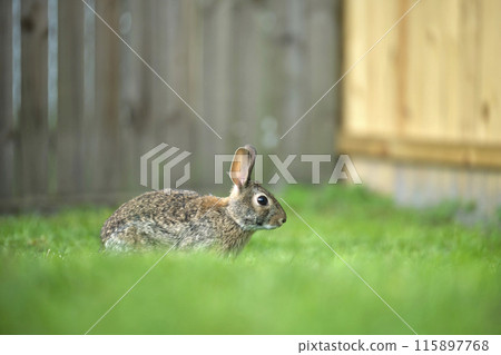 Grey small hare eating grass on summer field. Wild rabbit in nature Grey small hare eating grass on summer field. Wild rabbit in nature 115897768