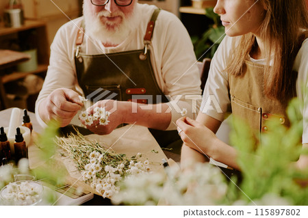 Young female intern assisting her perfume master with dried flowers sorting Young female intern assisting her perfume master with dried flowers sorting 115897802