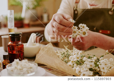 Male hands sorting dried daisies carefully while he making new perfume 115897803