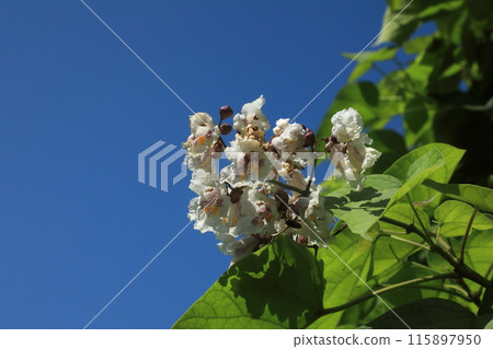 花木朝上 花木朝上 115897950