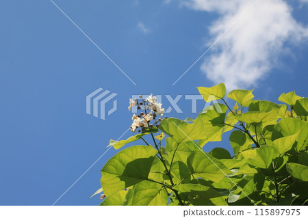 花木朝上 115897975