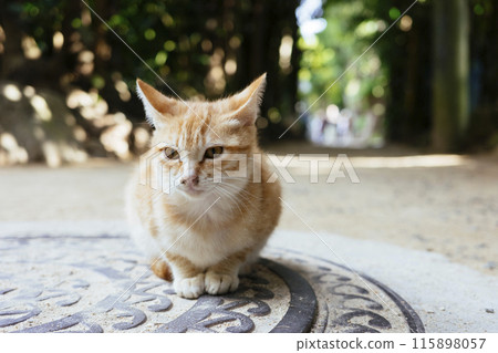 Fukugi Namiki Cat 115898057