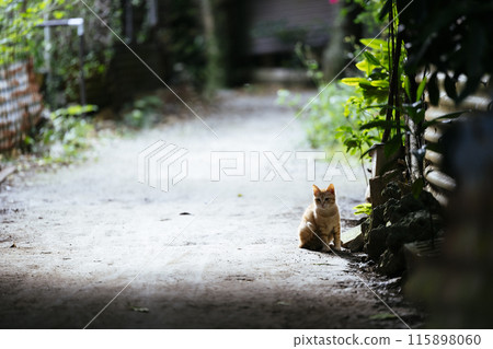 Fukugi Namiki Cat 115898060