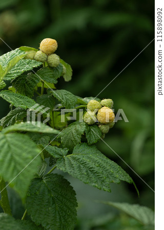 Yellow Raspberry Bush in the Garden Yellow Raspberry Bush in the Garden 115898092
