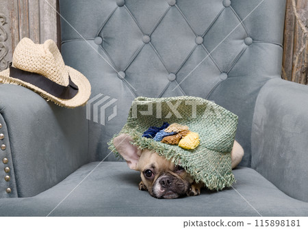 Charming bulldog dog sitting in a cozy armchair wearing a straw fashionable hat. 115898181