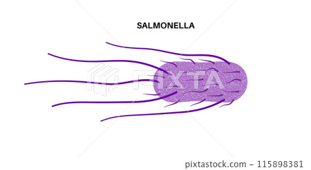 .Salmonella Typhimurium Cells .Salmonella Typhimurium Cells 115898381