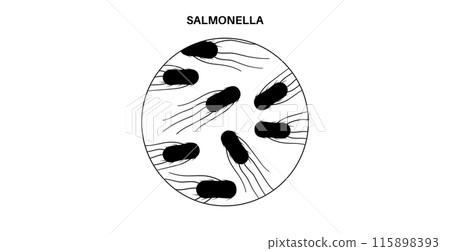 .Salmonella Typhimurium Cells 115898393