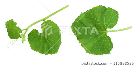 Melon leaf isolated on white background with full depth of field 115898556