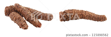 Rhodiola rosea root isolated on white background Rhodiola rosea root isolated on white background 115898562