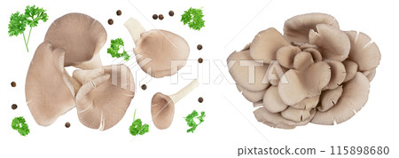 Oyster mushrooms isolated on white background with full depth of field. Top view. Flat lay 115898680