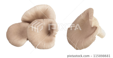 Oyster mushrooms isolated on white background with full depth of field 115898681
