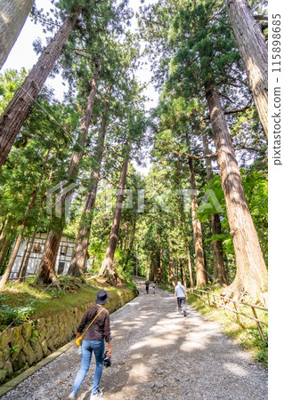 Chusonji Temple Tsukimizaka: A 300-year-old cedar tree planted during the Edo period provides shade for visitors, creating a solemn atmosphere. 115898685