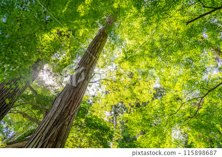 堂內的格子天花板上供奉有義經和辨別的木像，有60多種花卉。 115898687