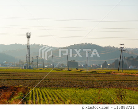 Scenery of rice fields and utility poles in autumn in Oishida Town, Yamagata Prefecture Scenery of rice fields and utility poles in autumn in Oishida Town, Yamagata Prefecture 115898721