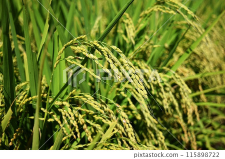 Inaho Shonai rice that has begun to fertilize Inaho Shonai rice that has begun to fertilize 115898722