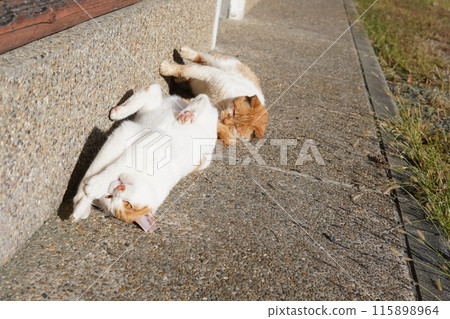 A rare and cute cat expression 115898964